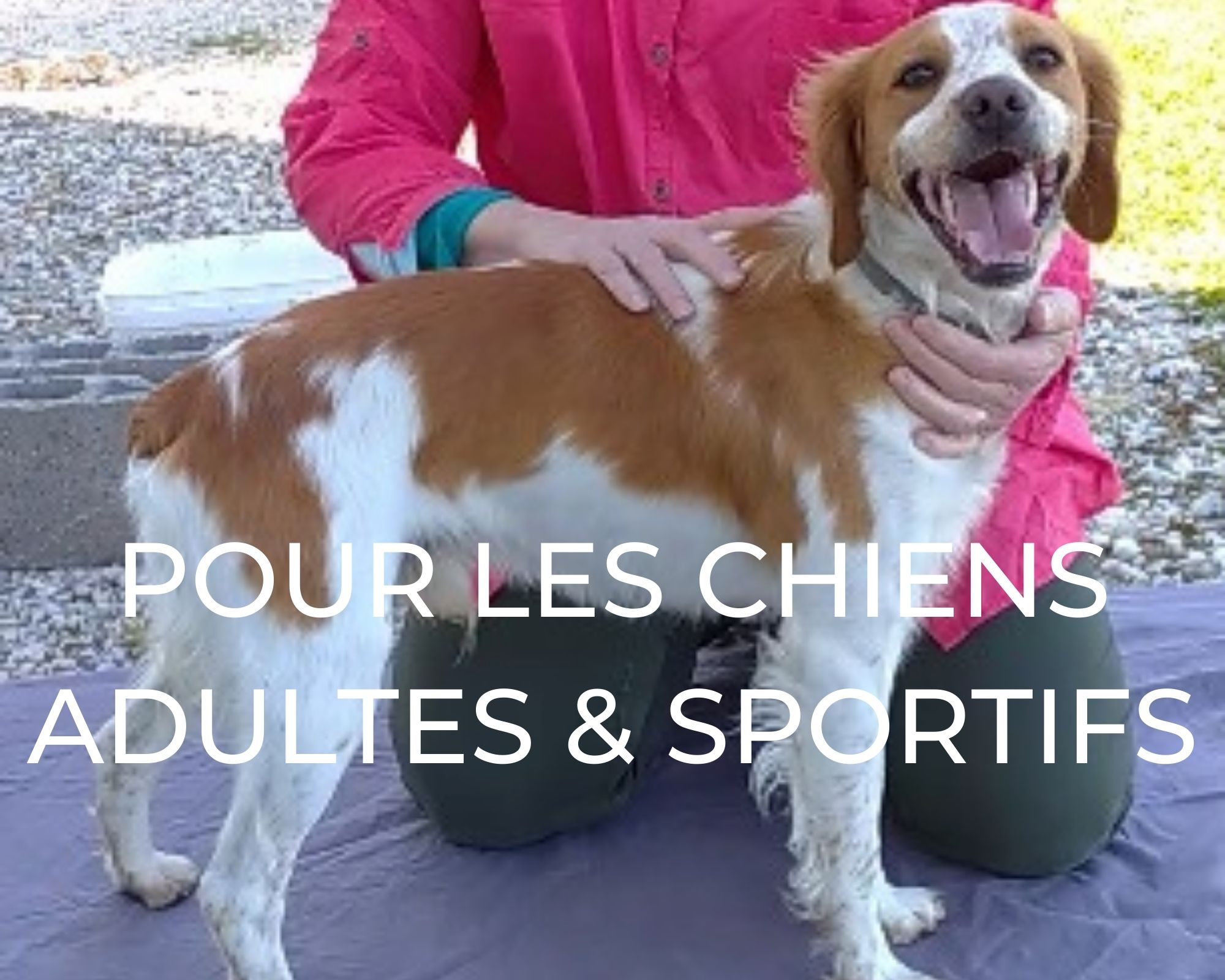 chiens adultes et sportifs