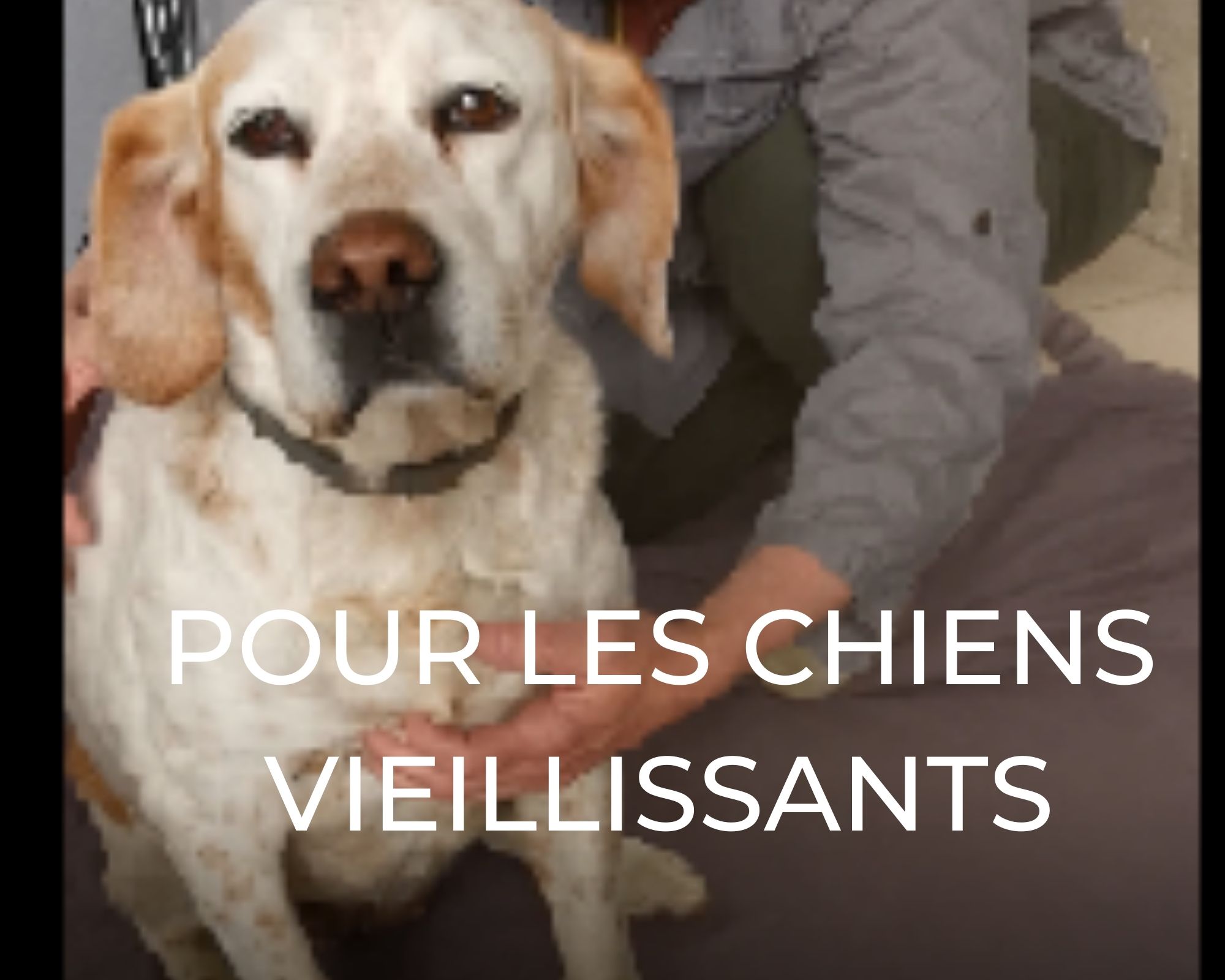 chien vieillissant