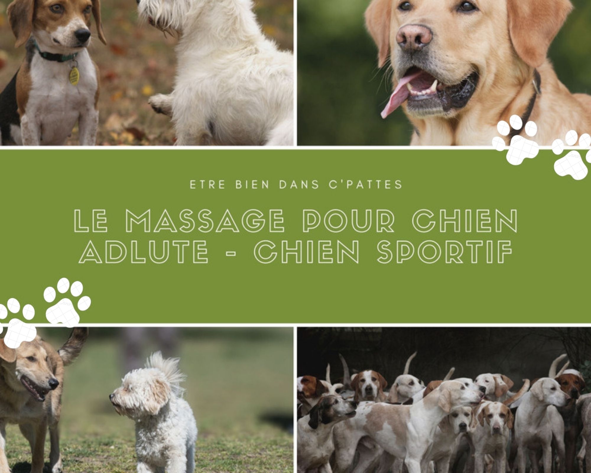 chiens adultes et sportifs