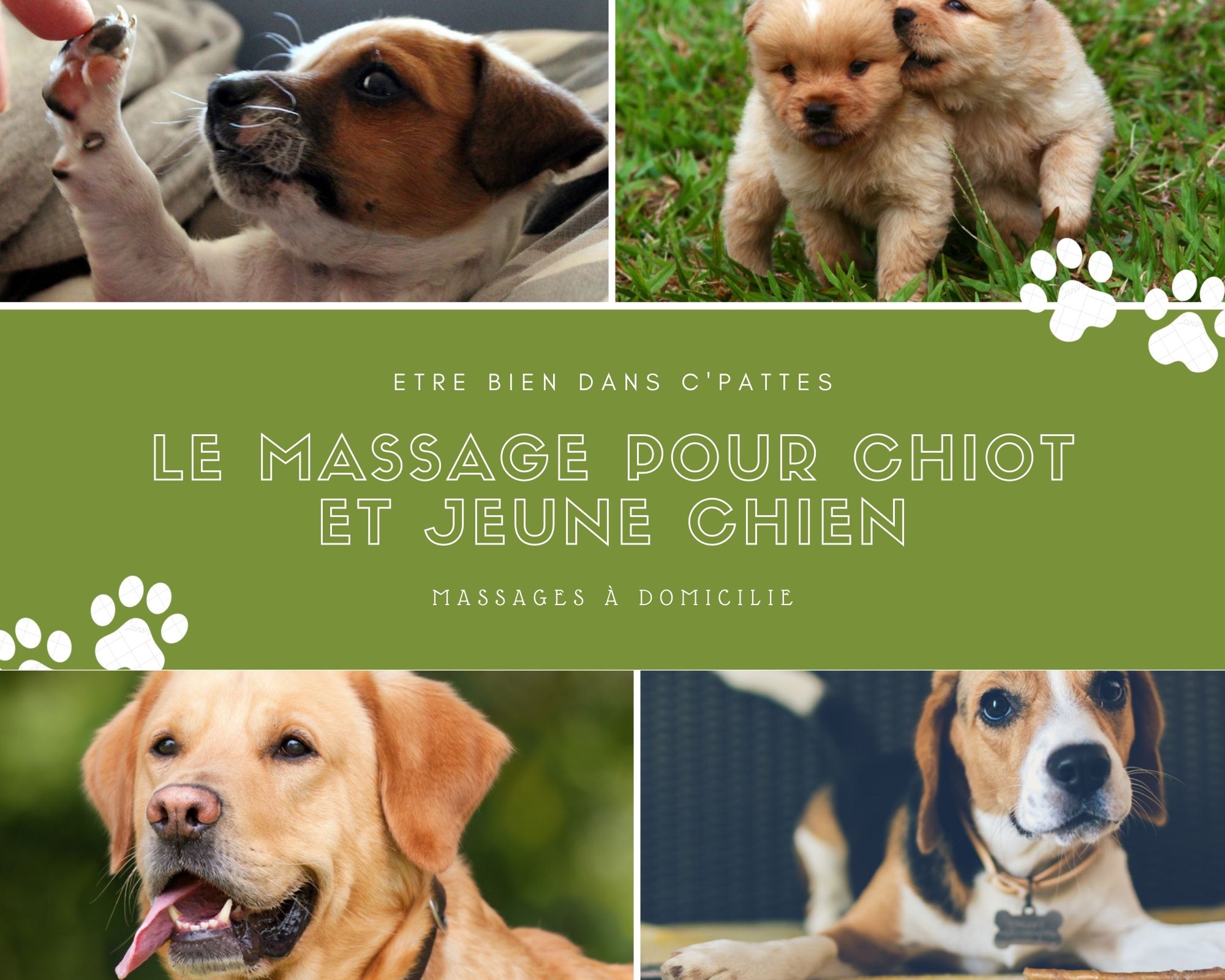 jeunes chiens et chiots